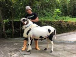 Kontes Kambing dan Domba Piala Wali Kota Batu 2025, Dari yang Imut hingga yang Ekstrem