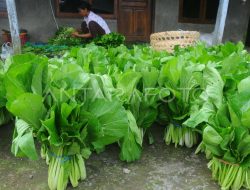 Petani Kota Batu Keluhkan Harga Sawi Lebih Murah Dibanding Tarif Parkir Motor