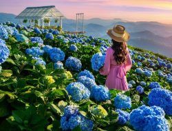 Wisata Kebun Bunga Hortensia di Kota Batu Ditutup, Ada Apa?