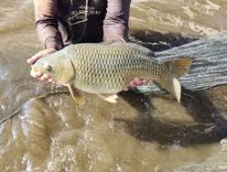 Gubernur Jatim Khofifah Dorong Masifnya Budidaya Ikan Mas Punten Asli Kota Batu